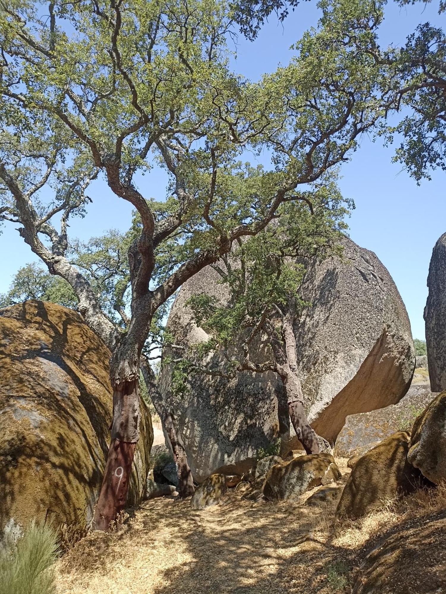 Lugar Sao Salvador De Monsanto Villa Dış mekan fotoğraf
